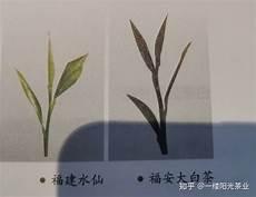 水仙是指自攻自受吗