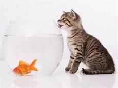 鱼和猫的关系