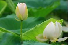 白色的荷花图片