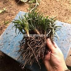 女人被植物寄生控制