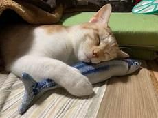 不吃鱼儿的猫秦浩